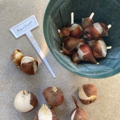 君子蘭 クンシラン の画像