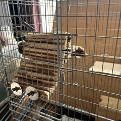 チンチラゲージの画像