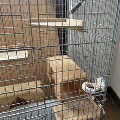 チンチラゲージの画像