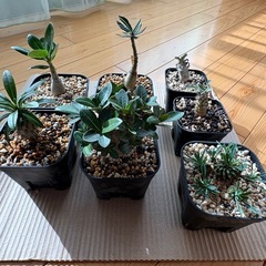 アガベ、塊根植物、育成ライトの画像