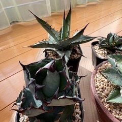 アガベ、塊根植物、育成ライトの画像