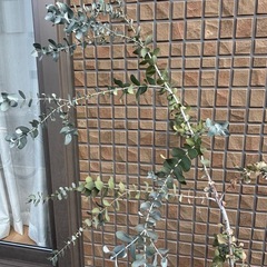 引き渡し者様決定しました⭐️今週中【⭐️差し上げます⭐️】ユーカリ鉢植えの画像