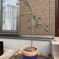 引き渡し者様決定しました⭐️今週中【⭐️差し上げます⭐️】ユーカリ鉢植えの画像