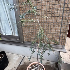 引き渡し者様決定しました⭐️今週中【⭐️差し上げます⭐️】ユーカリ鉢植えの画像
