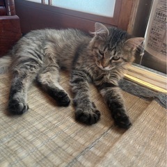 茶トラ、キジトラ子猫