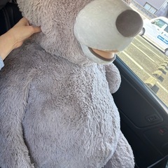 コストコ　くまの画像