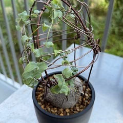 亀甲竜2②の画像