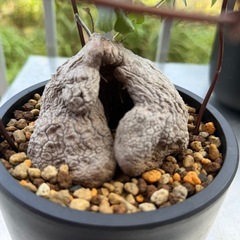 亀甲竜2②の画像