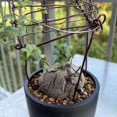 亀甲竜2②の画像