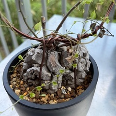 亀甲竜3③の画像