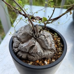 亀甲竜3③の画像