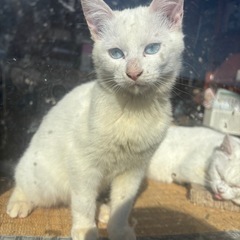 白猫、サバトラ　子猫の姉弟