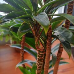 観葉植物（ドラセナ・パープルコンパクタ）の画像