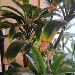 観葉植物（ドラセナ・パープルコンパクタ）の画像