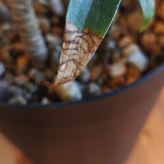 観葉植物（ドラセナ・パープルコンパクタ）の画像