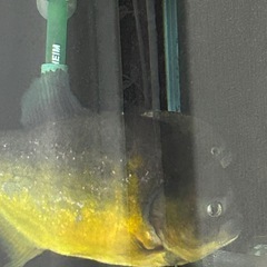 ピラニアピヤ  ノタの画像