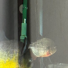 ピラニアピヤ  ノタの画像