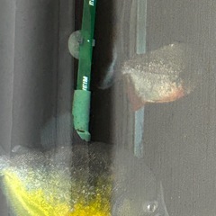 ピラニアピヤ  ノタの画像