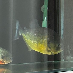 ピラニアピヤ  ノタの画像