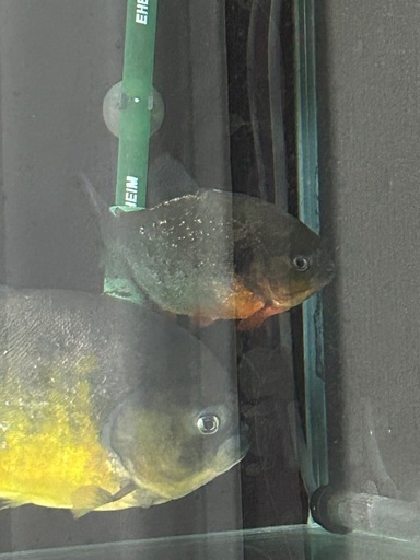 ピラニアピヤ  ノタ