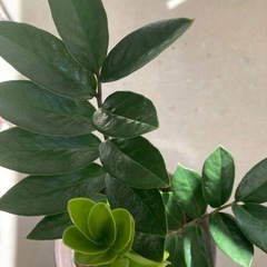 🌱　ザミオクルカス 金銭樹の画像