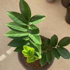 🌱　ザミオクルカス 金銭樹の画像