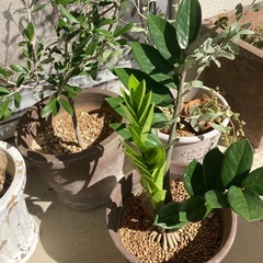 🌱　ザミオクルカス 金銭樹の画像