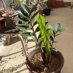 🌱　ザミオクルカス 金銭樹の画像