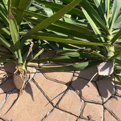 ユッカ　青年の木Aの画像