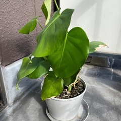 モンステラ　高さ55cmの画像