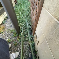 自然の竹！3mありますの画像