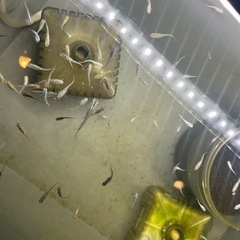 NVボックス 13 クリアタイプとメダカ、ミナミヌマエビ、水草セットの画像