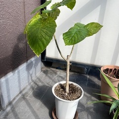 ウンベラータ　高さ65cm
の画像