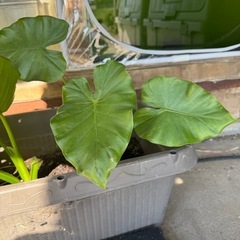 くわずいもの画像