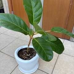【希少　観葉植物］フィカス・アフリカンプリンスの画像