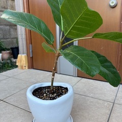 【希少　観葉植物］フィカス・アフリカンプリンスの画像