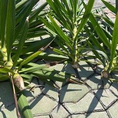 ユッカ　青年の木Bの画像