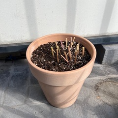 桔梗（ききょう）の画像