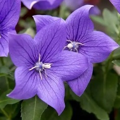 桔梗（ききょう）の画像