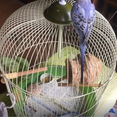 ◆鳥かご＊マルカン バードパレス＊竹◆使用感ない美品ですの画像