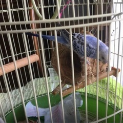 ◆鳥かご＊マルカン バードパレス＊竹◆使用感ない美品ですの画像