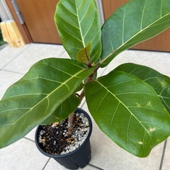 【希少観葉植物】フィカス・アフリカンプリンスの画像