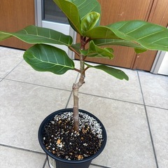 【希少観葉植物】フィカス・アフリカンプリンスの画像
