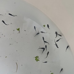 NVボックス 13 クリアタイプとメダカ、ミナミヌマエビ、水草セットの画像