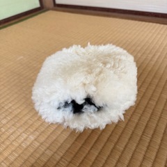 洗車道具
セットの画像