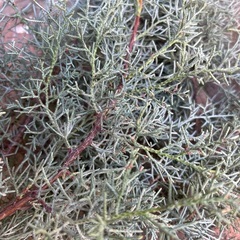 ブルーアイスの画像