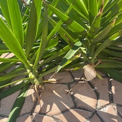 ユッカ　青年の木の画像