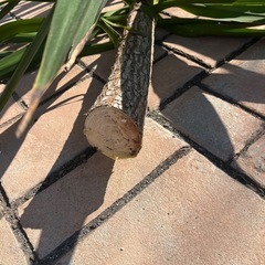 ユッカ　青年の木　大きめの画像