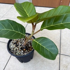 【希少観葉植物】フィカス・アフリカン プリンスの画像