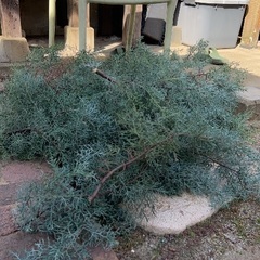 ブルーアイスの画像